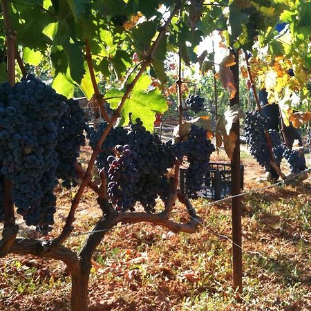 Vineyard Country House With Panoramic Seaview Alexandroúpolis Ngoại thất bức ảnh