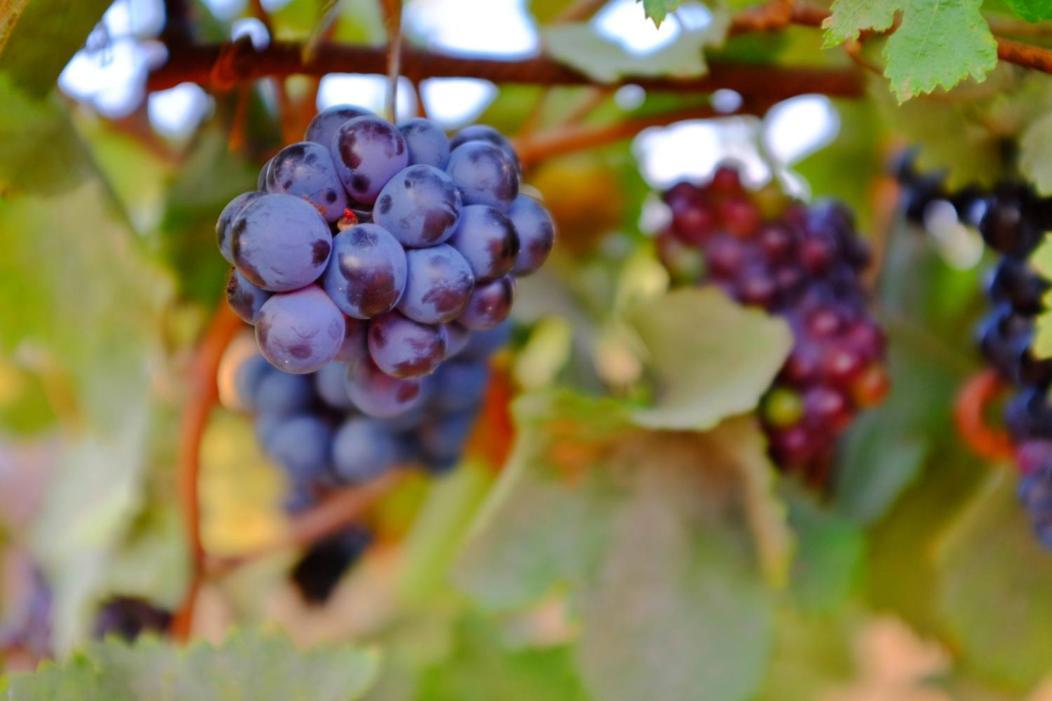 Vineyard Country House With Panoramic Seaview Alexandroúpolis Ngoại thất bức ảnh
