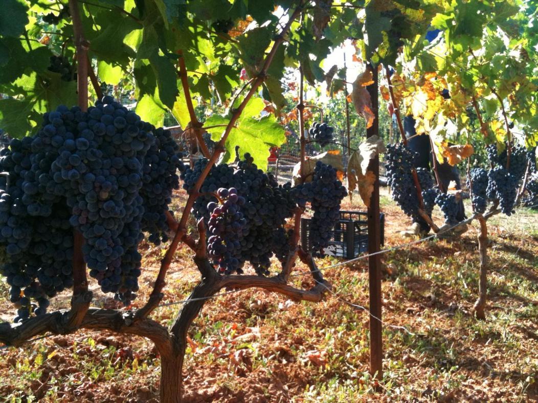 Vineyard Country House With Panoramic Seaview Alexandroúpolis Ngoại thất bức ảnh